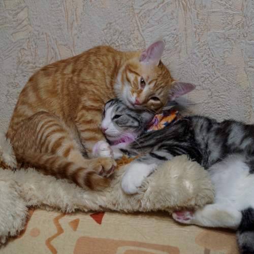 Photo #9712259