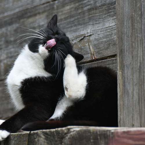 Photo #9712591