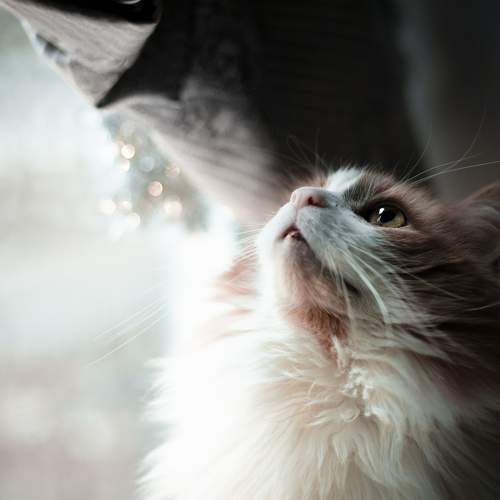 Photo #9714909