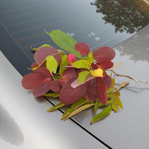 Photo #9715100