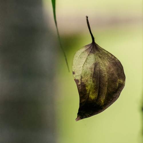 An optimistic leaf