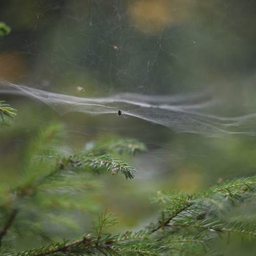 Photo #9715532