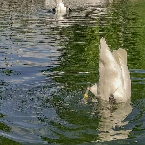 Photo #9715716