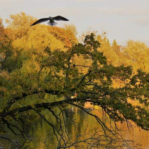 Photo #9716250
