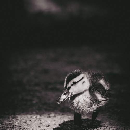 Photo #9716586
