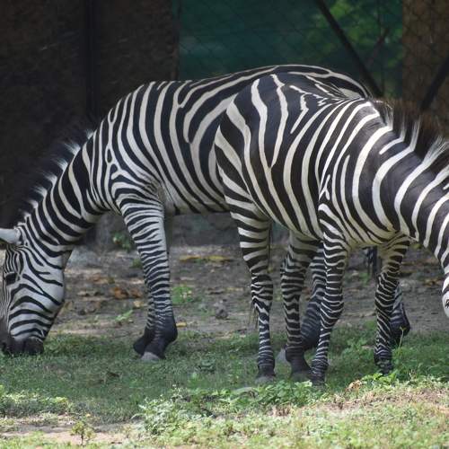 Photo #9716994