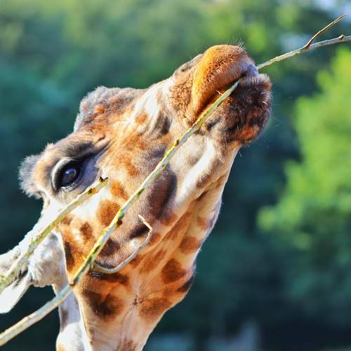 Photo #9717800