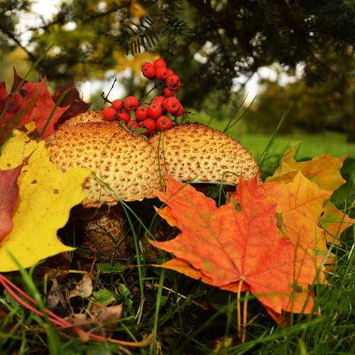 Photo #9718159