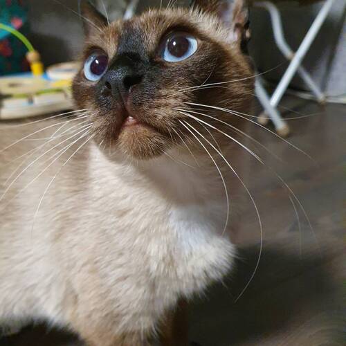 Photo #9718587