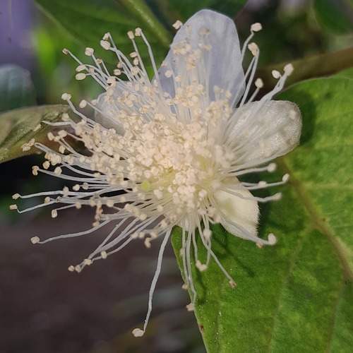 Jambu Biji Flower