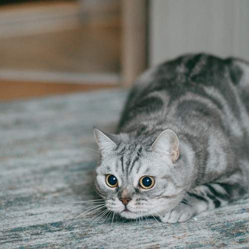 Photo #9719289