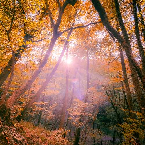Photo #9719637