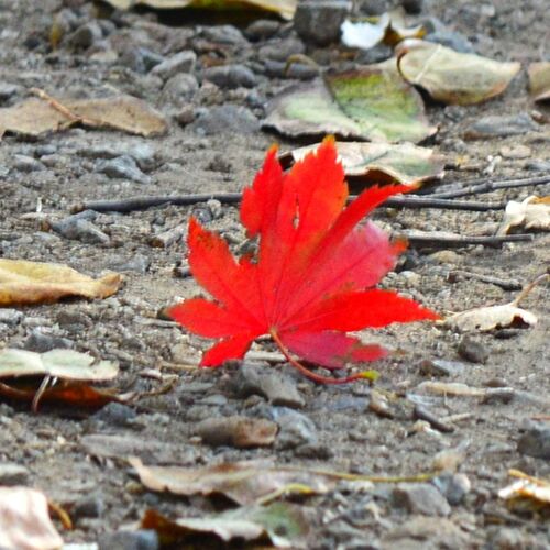 Photo #9720665