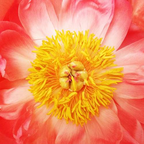 Photo #9721069