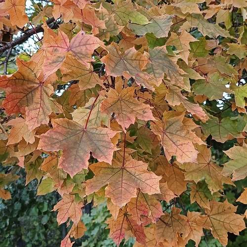 Photo #9721382
