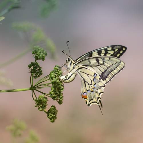 Papilio machaon