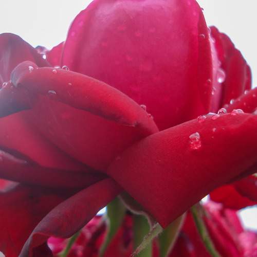 Photo #9722476