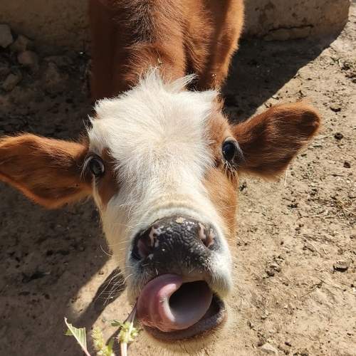 Photo #9722697