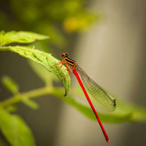 Photo #9723001