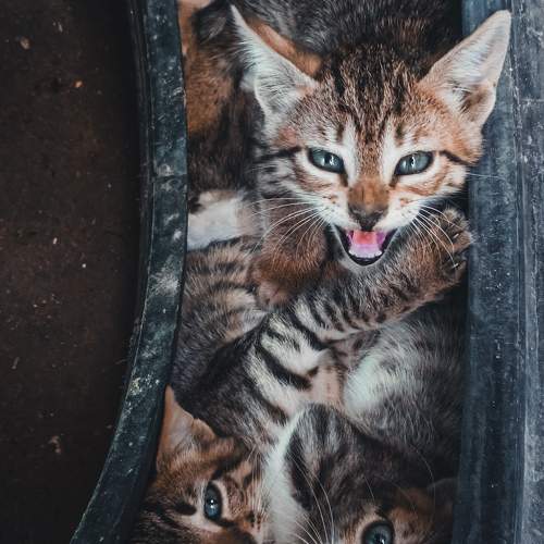 Wildlife