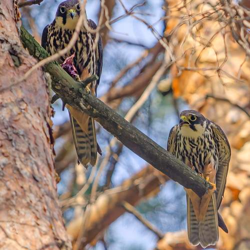 Photo #9723151