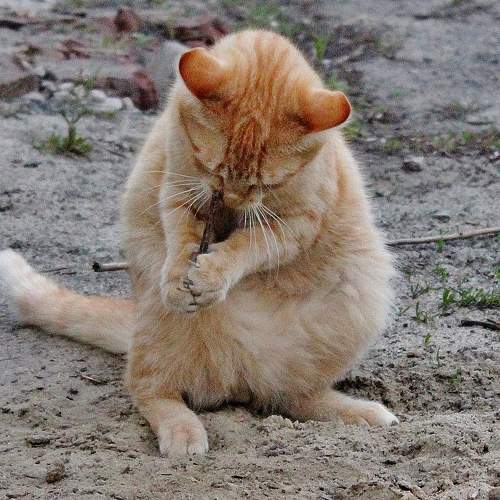 Photo #9723682