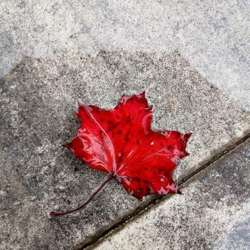 Autumn leaf