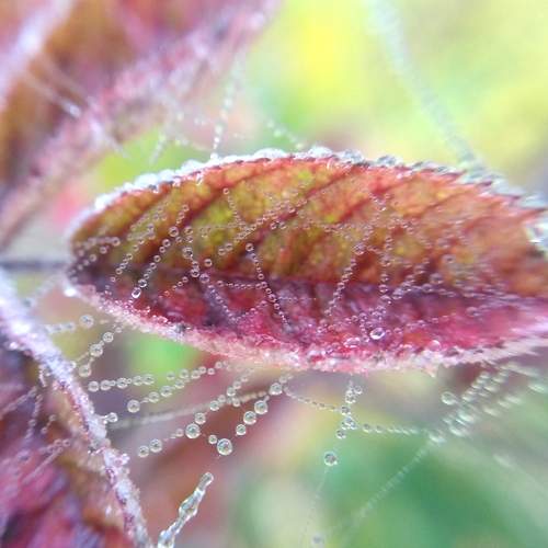 Photo #9724688