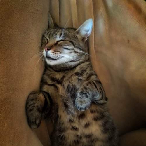 Photo #9725252