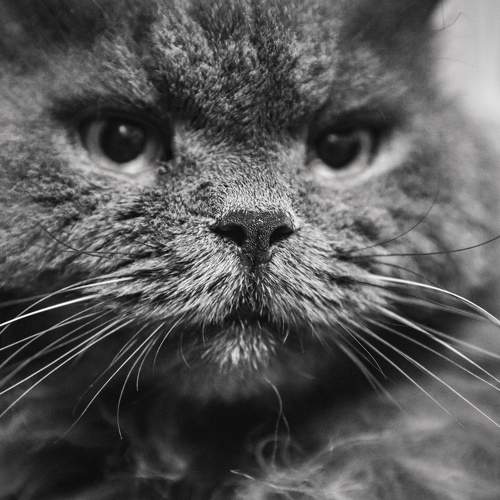 Photo #9726020