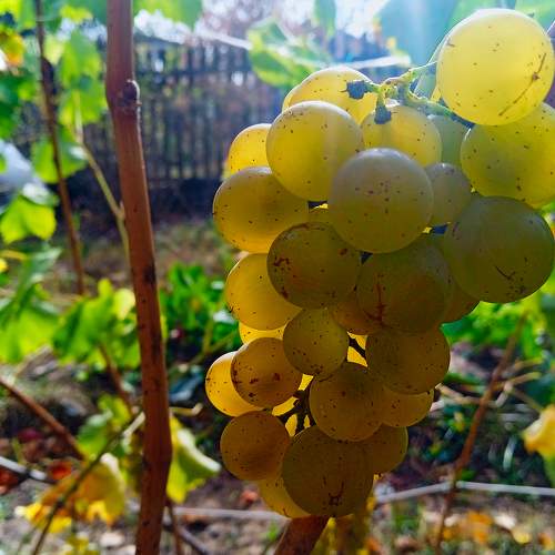 Photo #9726845