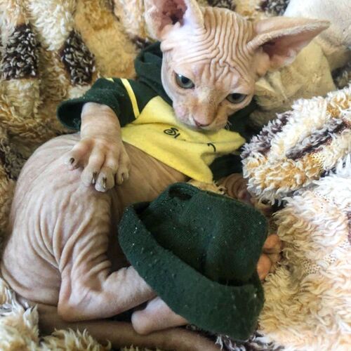Photo #9728639
