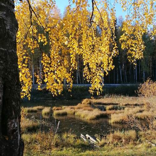 Photo #9728652