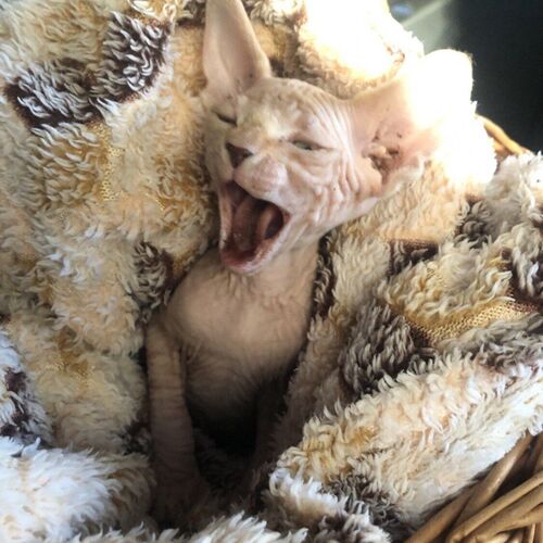 Photo #9729344