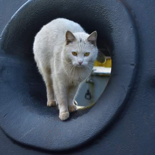 Photo #9730485