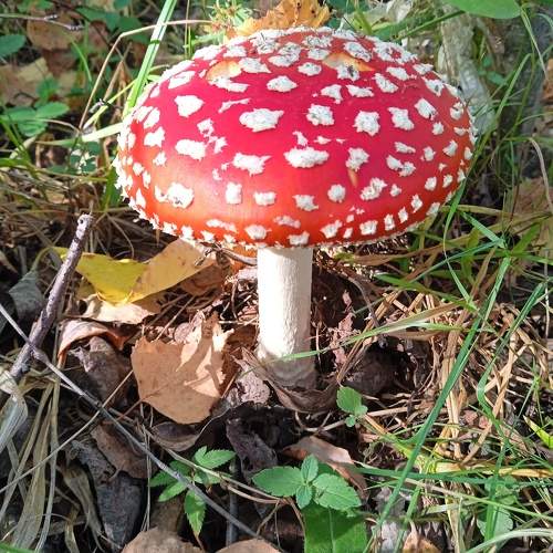 Photo #9730489