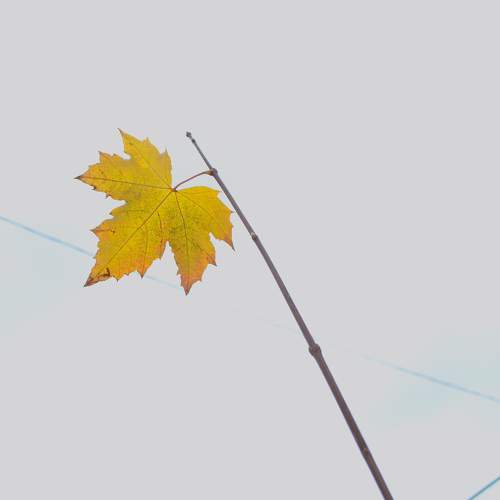Photo #9731526