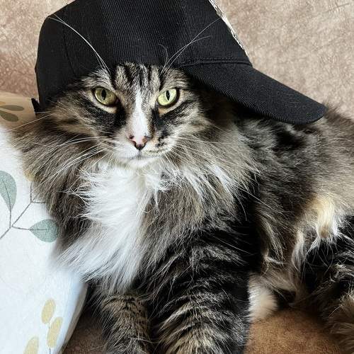Photo #9731528