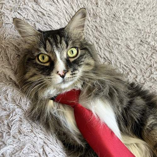 Photo #9731530