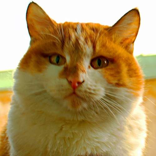 Photo #9731880