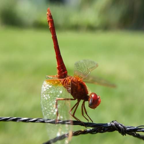Macro Shot