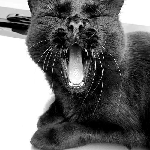 Photo #9733050