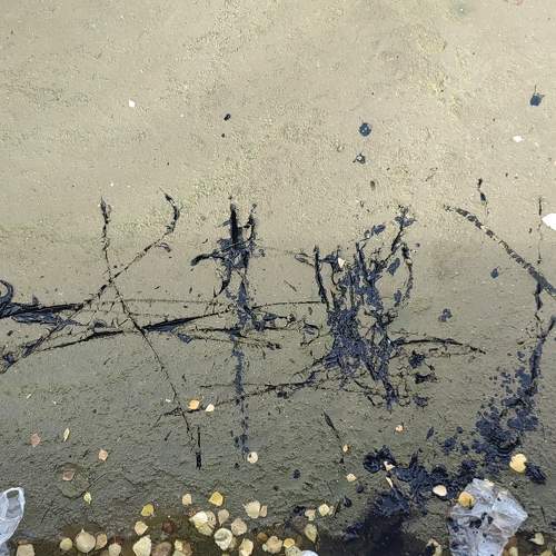 Photo #9733092