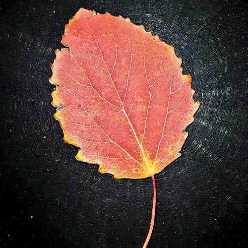 Photo #9733848