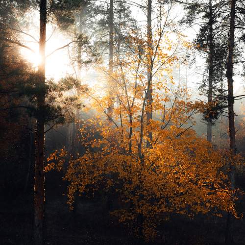 Photo #9733927