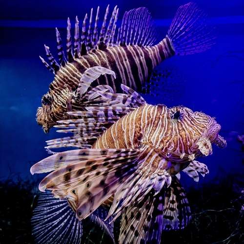 Photo #9734414