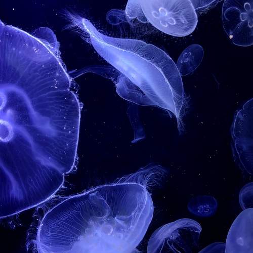 Photo #9734430