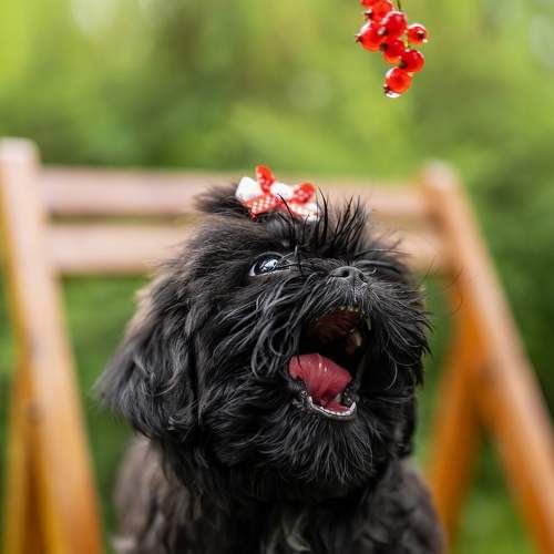Photo #9735664