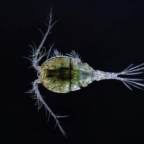 Copepod