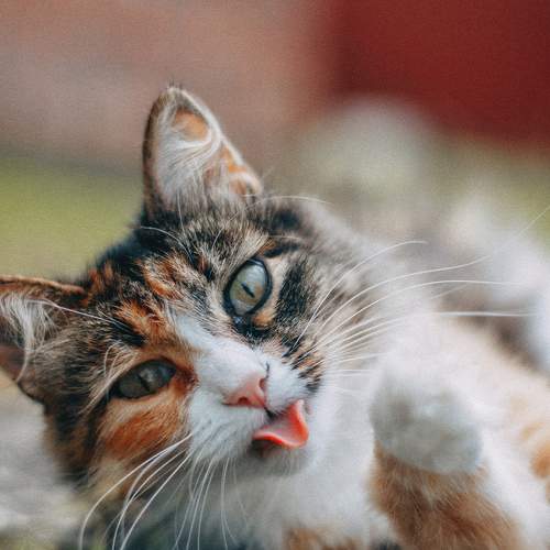 Photo #9736901